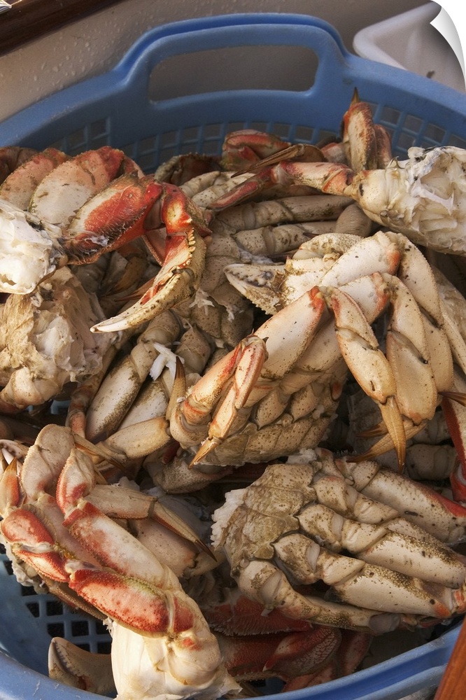 North America, Canada, Queen Charlotte Islands, Dungeness cooked crab.
