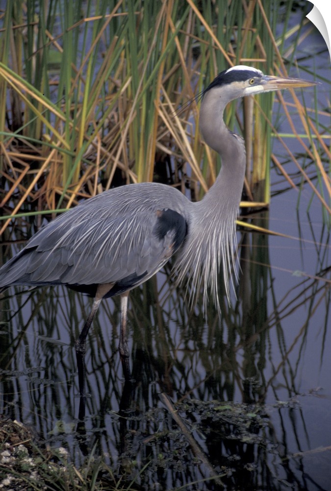 NA, USA, Florida, Everglades.Great blue heron
