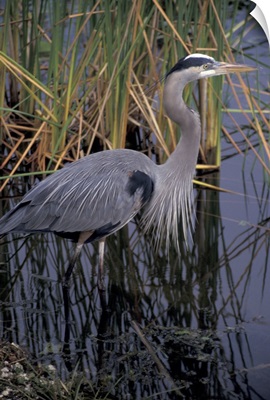 North America Florida, Everglades. Great blue heron