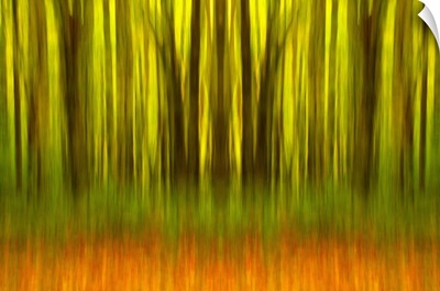 North Carolina, fall trees and orange leaves layered together, digital composite