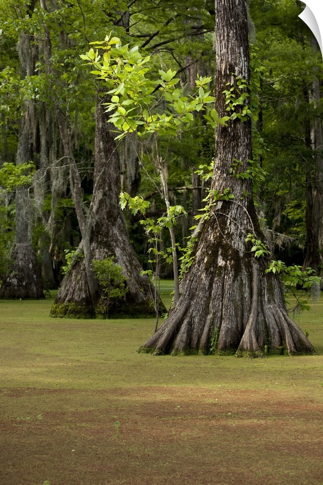 USA, North Carolina, Merchants Millpond State Park, Cypress trees growing in swamp green with duckweed