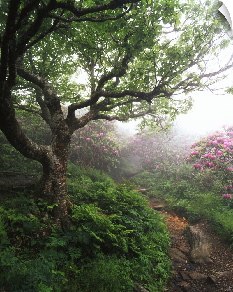 USA, North Carolina, Pisgah National Forest, Pathway between yellow birch and catawba Rhododendron, Craggy gardens