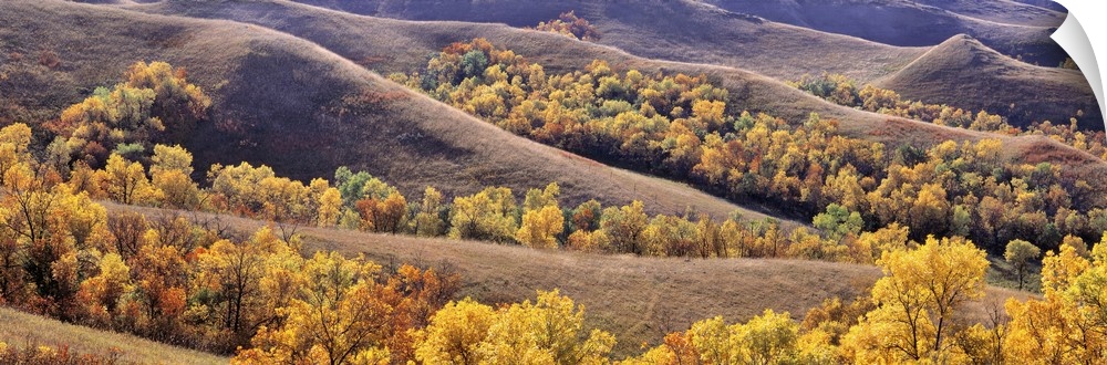 USA, North Dakota, New Town. Cottonwoods in fall color fill the coulees near New Town in North Dakota.