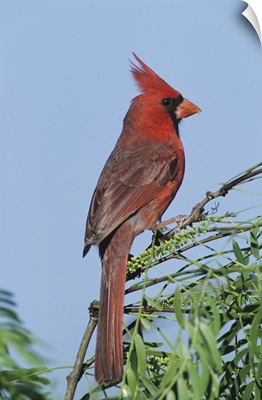 Northern Cardinal, Cardinalis cardinalis, male, Welder Wildlife Refuge, Sinton, Texas