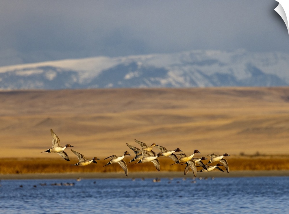 Northern Pintail ducks in courtship flight at Freezeout Lake Wildlife Management Area near Choteau, Montana, USA.