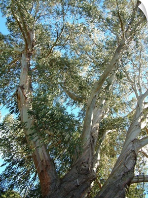 NZ, Christchurch. Botanical Garden. Eucalyptus tree