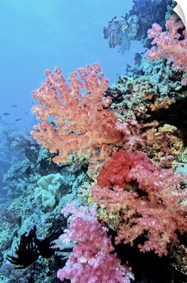 Oceania, Fiji, Colorful Sea Fans and other Corals