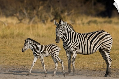 Okavango Delta, Botswana. Plains Zebra, Mother And Child.