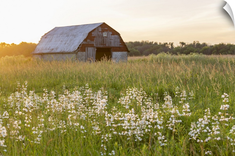 Old barn and field of penstemon at sunset Prairie Ridge State Natural Area, Marion County, Illinois