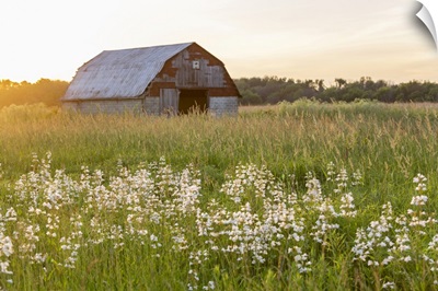 Old Barn And Field Of Penstemon At Sunset Prairie Ridge State Natural Area, Illinois