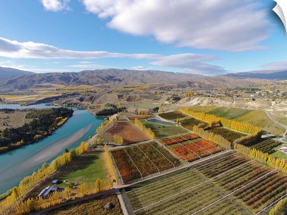 Orchards, poplar trees, and Lake Dunstan, Bannockburn, near Cromwell, Central Otago, South Island, New Zealand - drone aerial