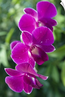 Orchid, Antigua, West Indies, Caribbean