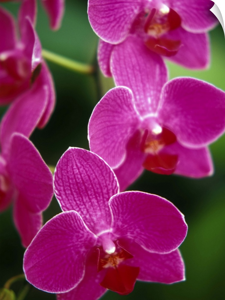 Orchids, Caribbean.