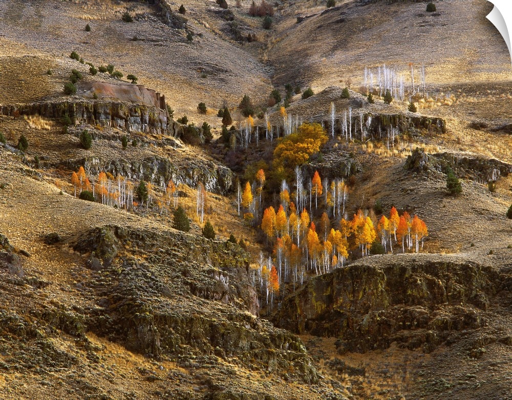 USA, Oregon, Hart Mountain National Antelope Refuge, Lake County, Fall-colored aspens on side of mountain.