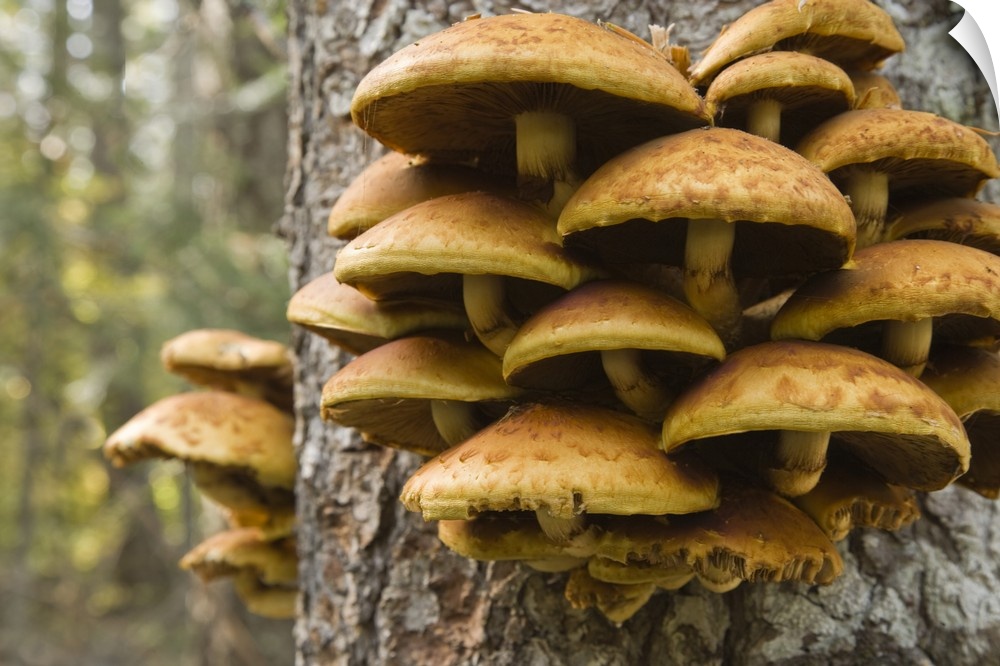 USA, Oregon. Honey mushrooms grow on tree near Metolius River.