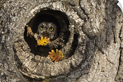 Oregon, Mosier. Screech owl occupies knot hole of old oak tree