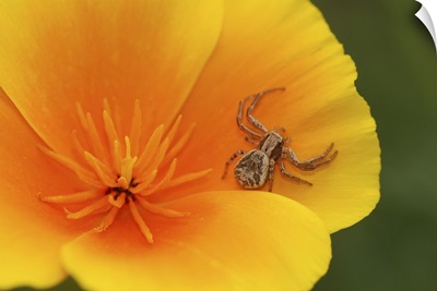 Oregon, Multnomah County. Crab spider on poppy flower