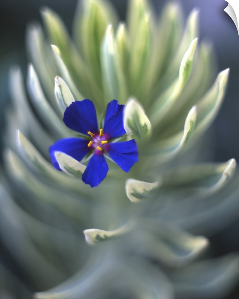 USA, Oregon, Portland, Close-up of blue pimpernel bloom caught on euphorbia plant.