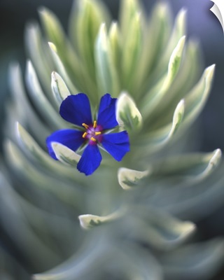 Oregon, Portland, Close-up of blue pimpernel bloom caught on euphorbia plant