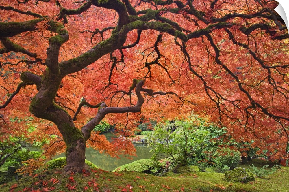 USA, Oregon, Portland. Japanese maple tree next to pond at Portland Japanese Garden.