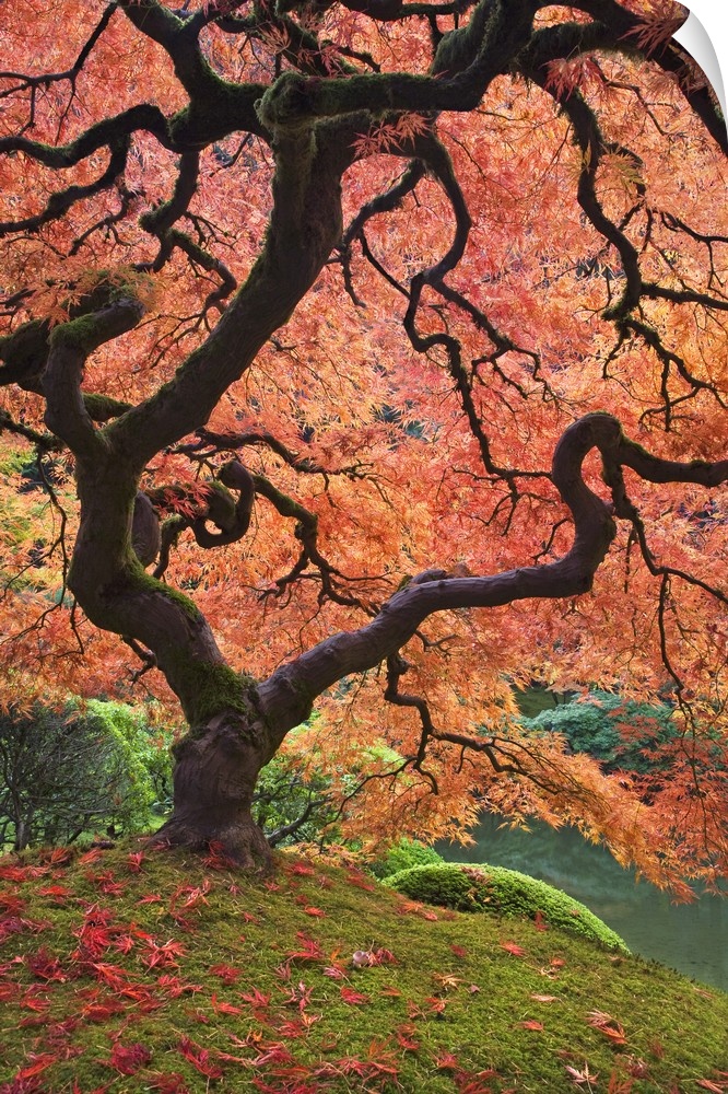 USA, Oregon, Portland. Japanese maple trees in autumn color at Portland Japanese Garden.