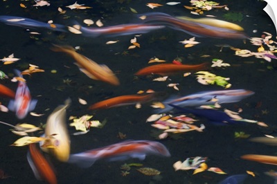 Oregon, Portland. Koi fish in pond at Portland Japanese Garden