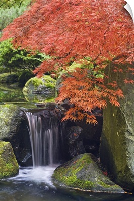 Oregon, Portland. Waterfall and Japanese maple at Portland Japanese Garden