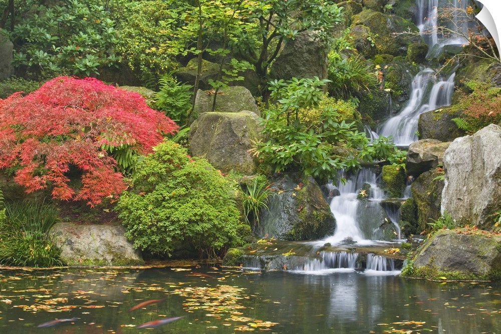 USA, Oregon, Portland. Waterfall flows into koi pond at Portland Japanese Garden.