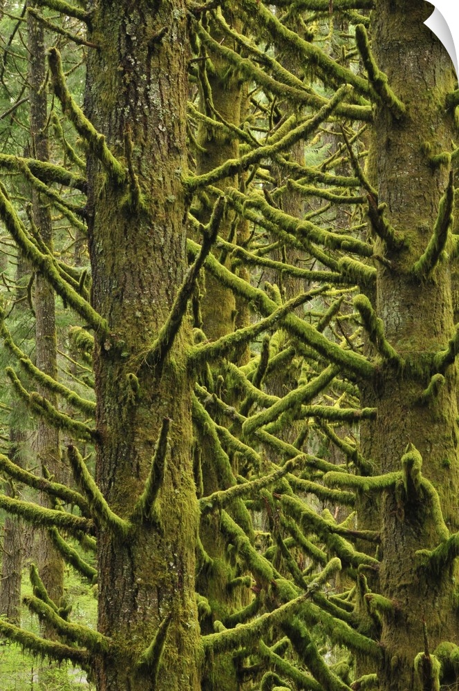 USA, Oregon, Silver Falls State Park. Moss-draped Douglas fir trees.