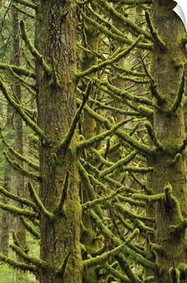 Oregon, Silver Falls State Park. Moss-draped Douglas fir trees