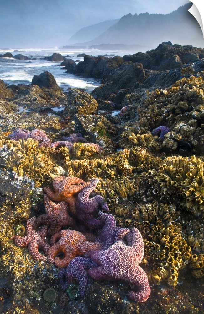 USA, Oregon, Strawberry Hill. Starfish exposed at low morning tide on coast.