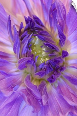 Oregon, Swan Island, Purple dahlia Close-up