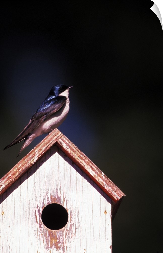 USA, Oregon. Tree swallow (Tachycineta bicolor) at backyard nesting box