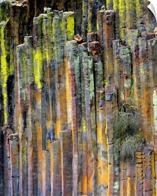 Oregon, Umpqua National Forest, Lichen-covered columnar basalt formation