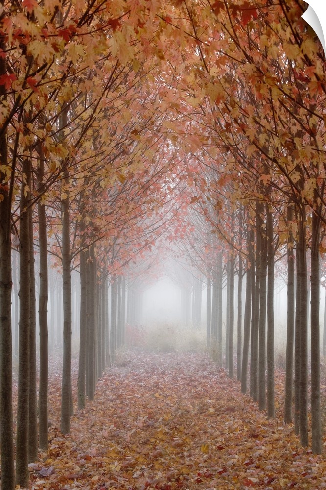 USA, Oregon, Willamette Valley. Rows of autumn-colored maple trees form pathway in fog.
