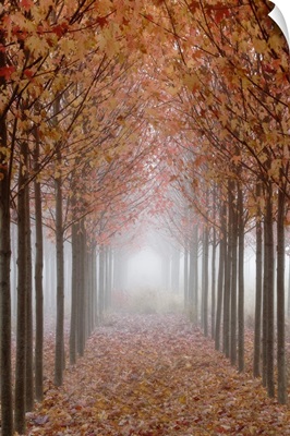 Oregon, Willamette Valley. Rows of autumn-colored maple trees form pathway in fog