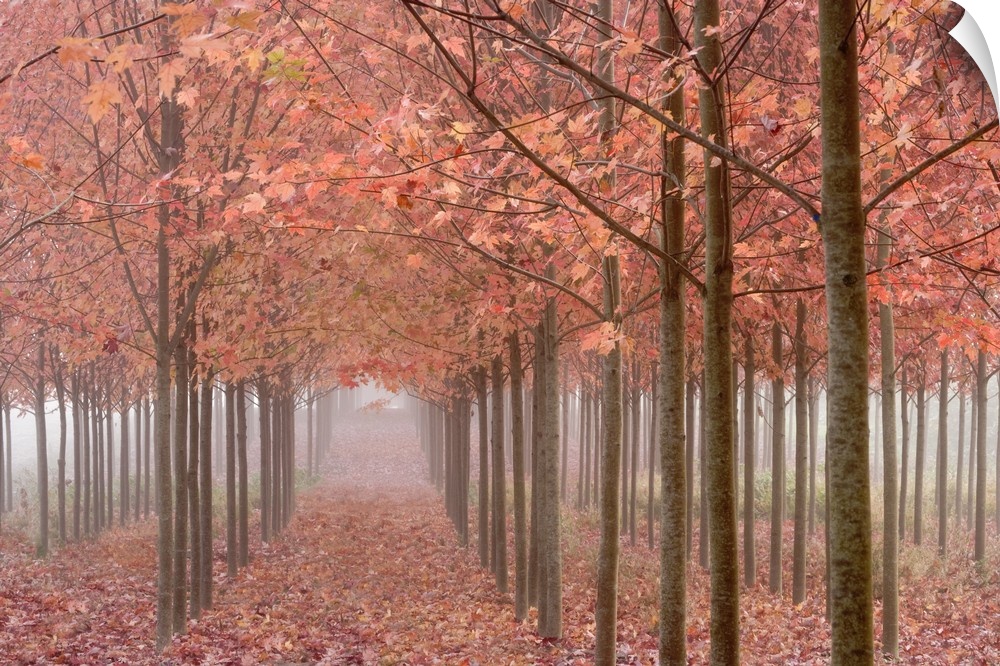 USA, Oregon, Willamette Valley. Rows of autumn-colored maple trees form patterns in fog.