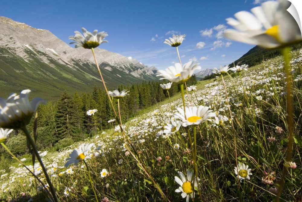 Oxeye daisies, Leucanthemum vulgare, Kananaskis Range, Peter Lougheed Provincial Park, Kananaskis Country, Alberta