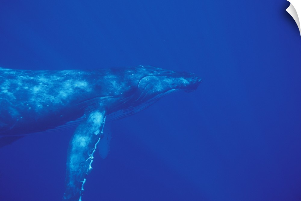 Pacific Ocean.Humpback whale (Megaptera novaengliae)