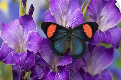 Painted Beauty Butterfly from the Amazon Region, Batesia hypochlora