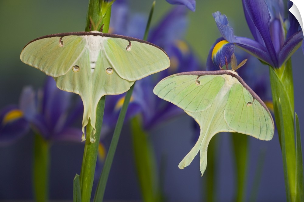 Pair of North American Luna Silk Moths, photographed in Sammamish, Washington.