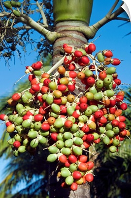 Palm fruits, Antigua, West Indies, Caribbean, Central America