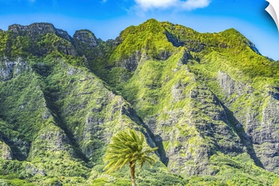 Palm Tree, Ko'Olau Regional Park, North Shore, Oahu, Hawaii