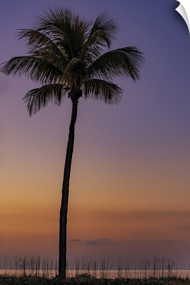 Palm tree silhouetted against the sunrise on Sanibel Island, Florida, USA.