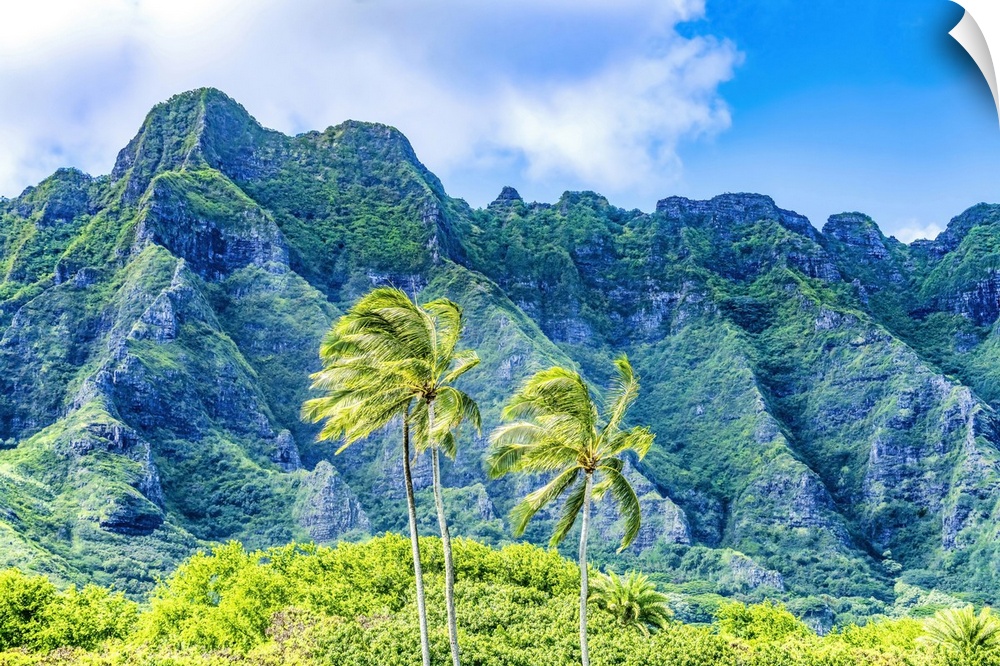 Palm trees, Ko?olau Regional Park, North Shore, Oahu, Hawaii.