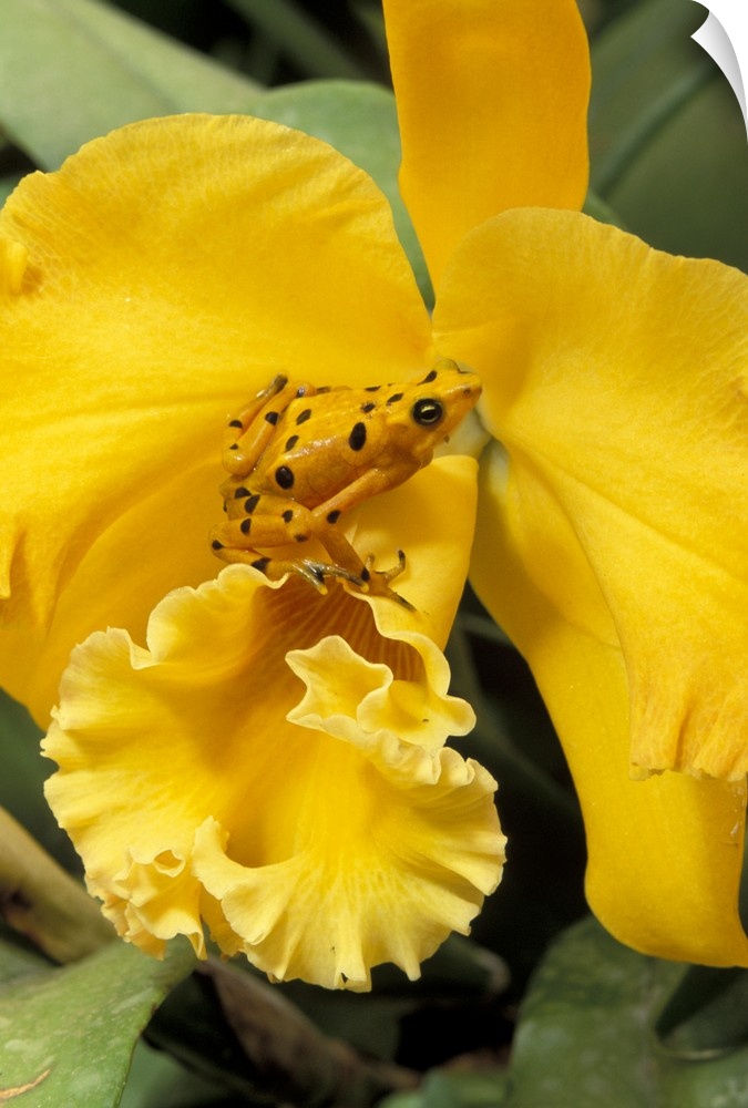 Panama, El Nispero Region, Golden Frog on Yellow Bird Orchid.