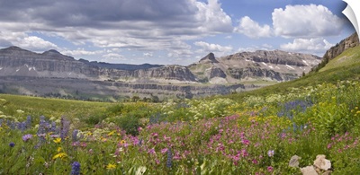 Panoramic of Indian Paintbrush and monkey flowers, Alaska Basin, Idaho