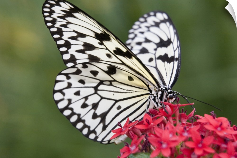North America, USA, Georgia, Pine Mountain.  Paper Kite butterfly.