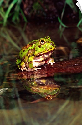 Paraguay Horn Frog, Chacophrys pierotti, native to Paraguay