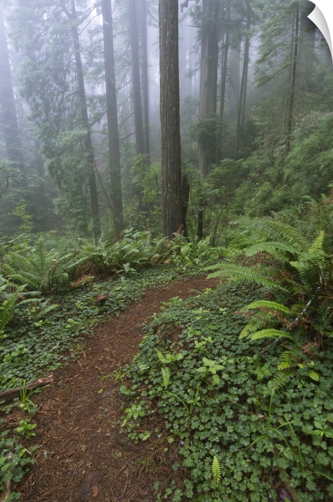 Path through the giant redwood trees shrouded in fog, Redwood National Park, California, USA.